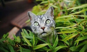 are venus flytraps poisonous to cats and dogs