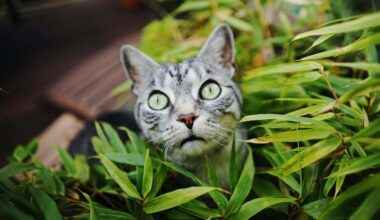 are venus flytraps poisonous to cats and dogs