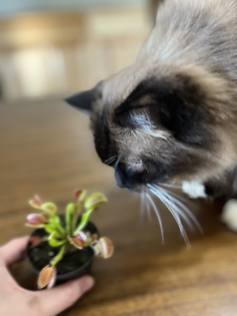 are venus fly traps poisonous to cats