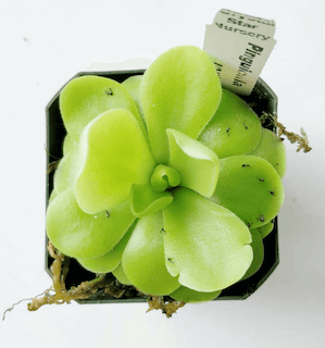 butterwort screenshot 1
