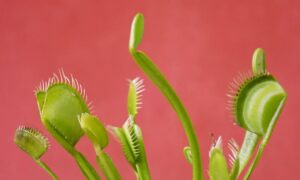 do venus fly traps eat gnats