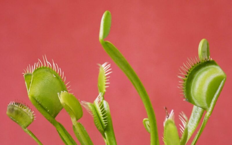 do venus fly traps eat gnats
