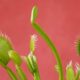 do venus fly traps eat gnats