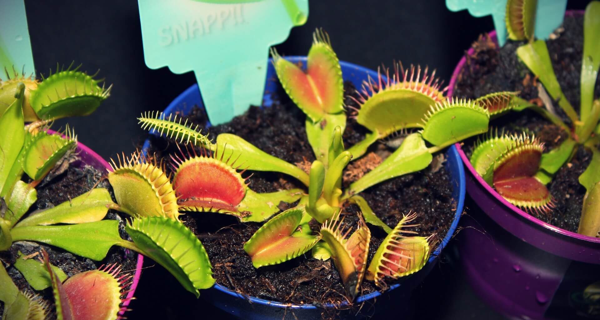 do venus fly traps eat spiders