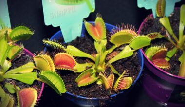 do venus fly traps eat spiders