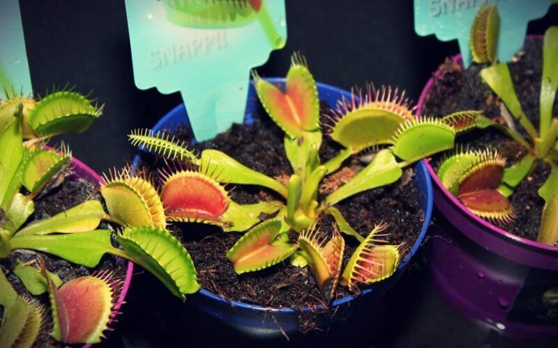 do venus fly traps eat spiders