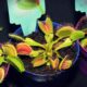 do venus fly traps eat spiders