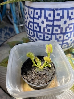 do venus flytraps eat spiders