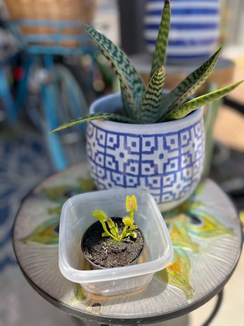 photo of a venus fly trap that ate a spider