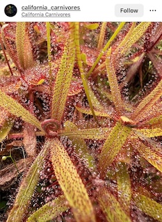 California Carnivores shows off the beautiful tropical Drosera adelae on Instagram 
