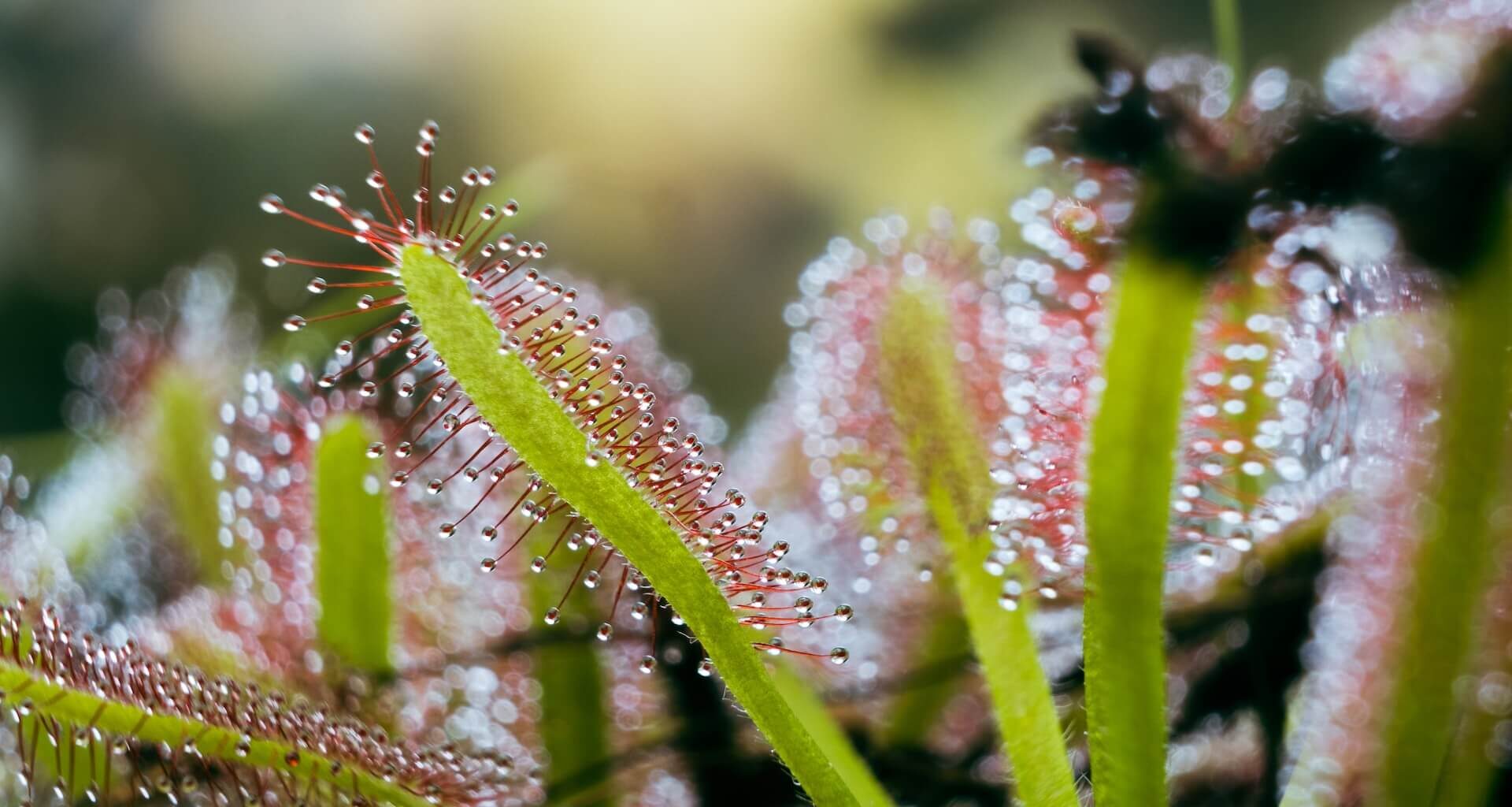 how to care for sundews