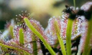 how to care for sundews