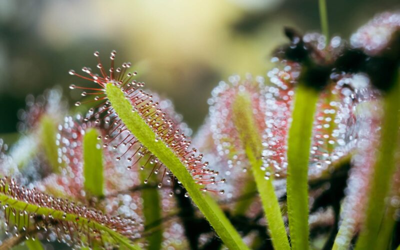 how to care for sundews