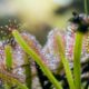 how to care for sundews