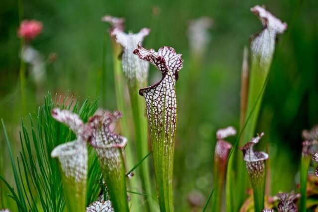 pitcher plants
