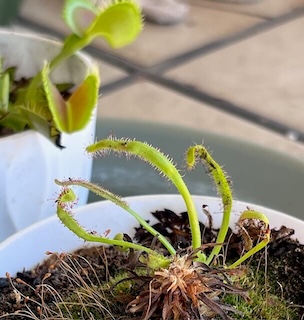 sundew with gnats on its tentacles 