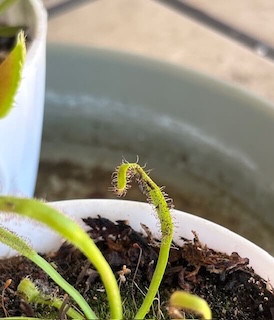 close up of sundew tentacle covered in gnats
