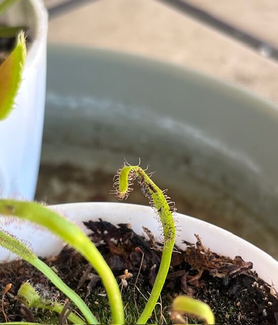 sundew covered in gnats 1