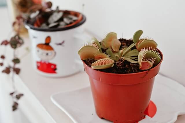 venus flytraps and pets