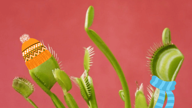 venus fly traps preparing for the dormancy period with scarves and a winter hat