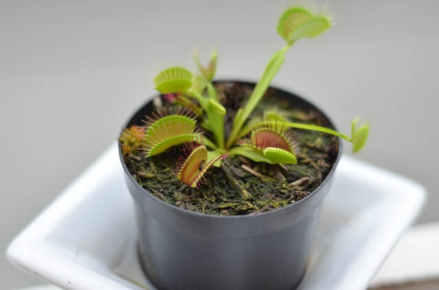 venus flytrap carnivorous plant in black pot