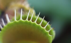 venus flytrap dormancy period