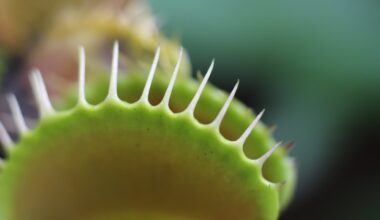 venus flytrap dormancy period
