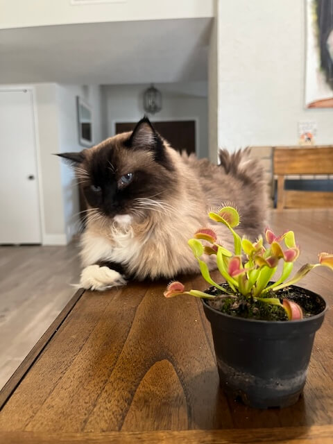 are venus flytraps toxic to cats and dogs