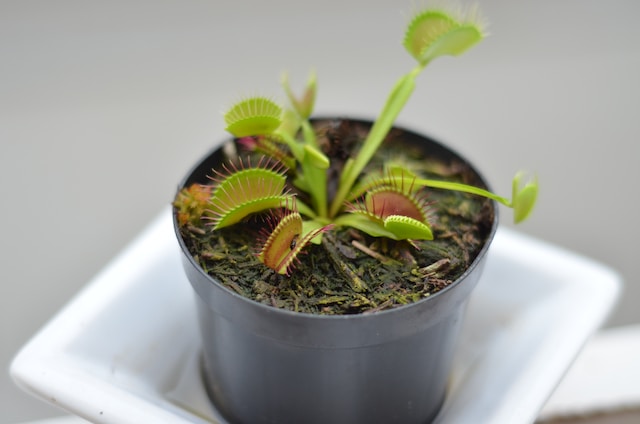 what bugs do venus flytraps eat