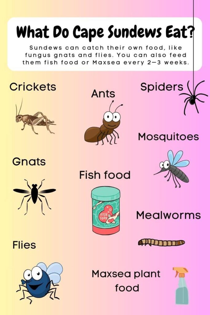 cape sundew food guide