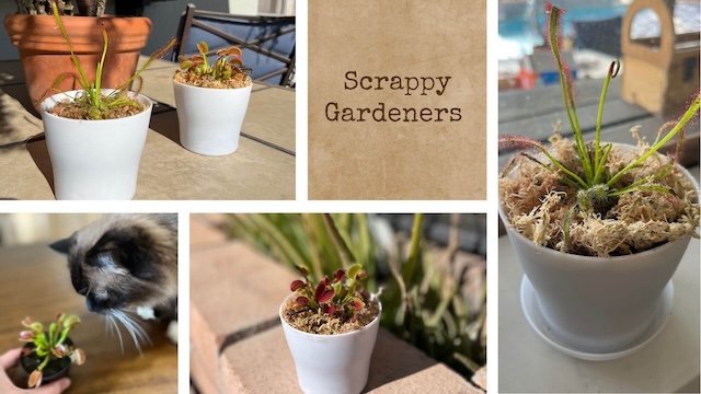 Scrappy Gardeners, resource for growing carnivorous plants