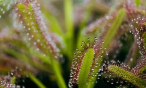 cape sundew care guide