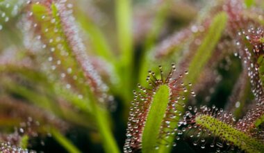 cape sundew care guide