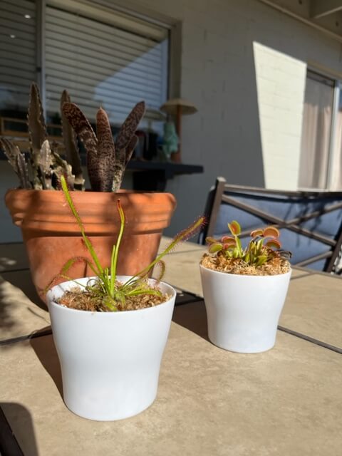 cape sundews 1