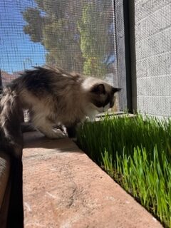 cats and venus flytraps 