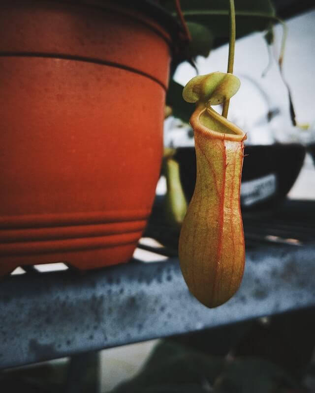 nepenthes dying causes