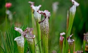 pitcher plant dying
