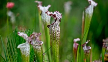 pitcher plant dying