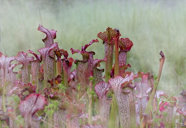 pitcher plant dying causes