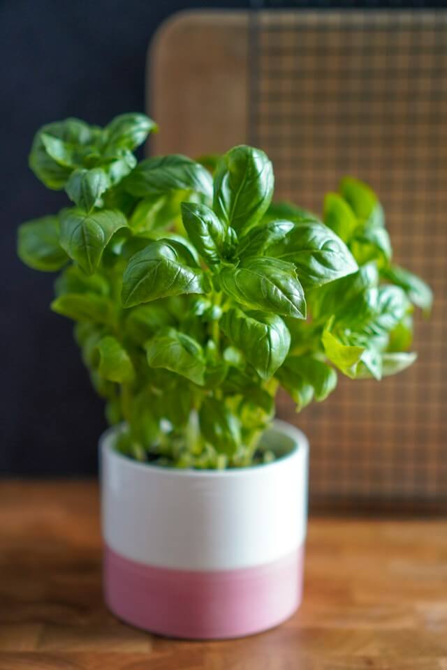 basil, mosquito repelling plant