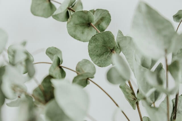 eucalyptus, mosquito repelling plant
