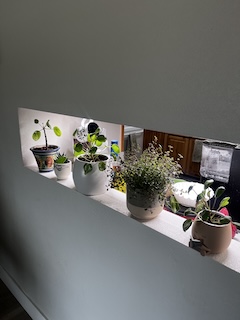 grow light for indoor houseplants
