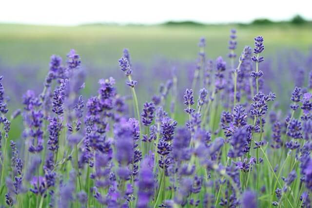 lavender mosquito repelling plant