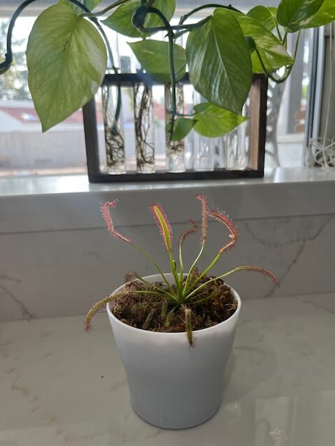 sundew drosera carnivorous plants that eat mosquitoes