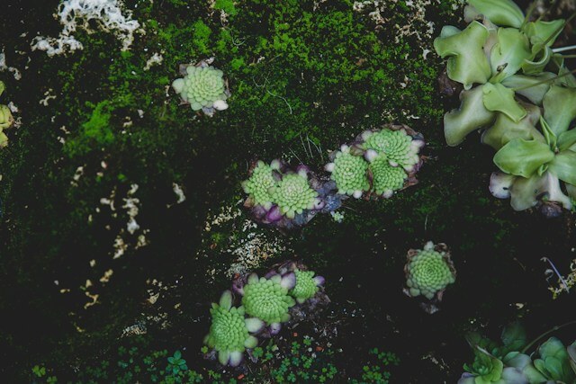 butterwort, mosquito-eating plants