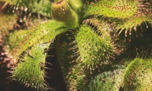 mosquito eating plants
