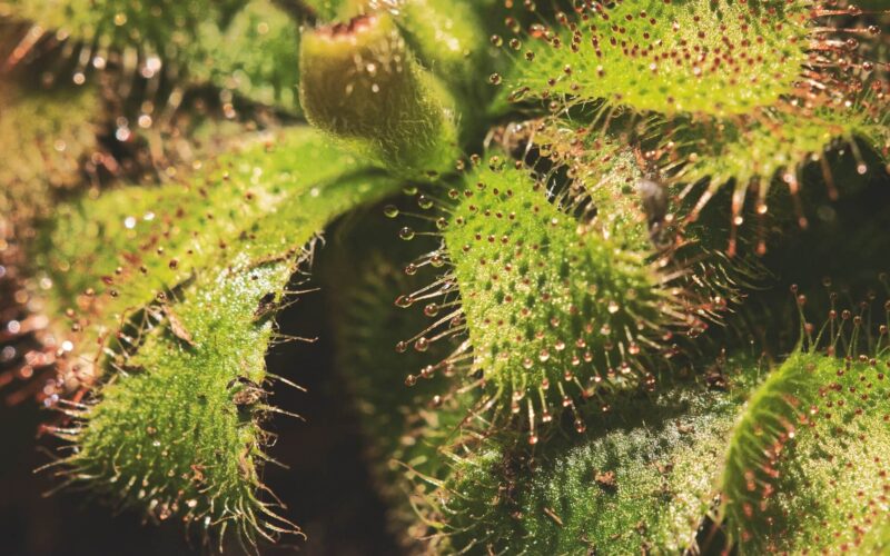 mosquito eating plants