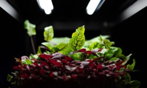 the best grow light stands for indoor plants