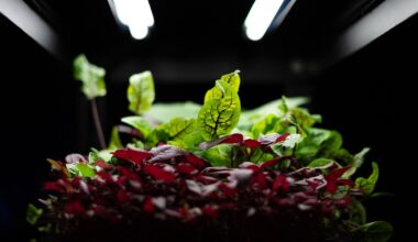 the best grow light stands for indoor plants
