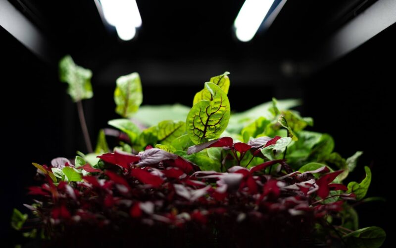 the best grow light stands for indoor plants